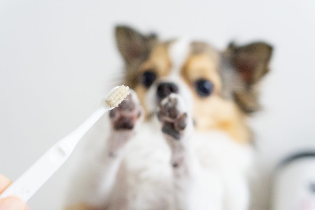 犬の歯磨き｜犬のベッド：アンベルソ