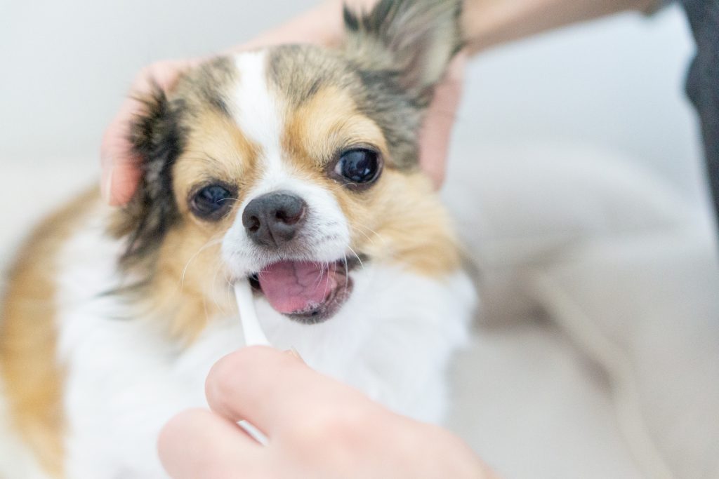 犬の歯磨き｜犬のベッド：アンベルソ