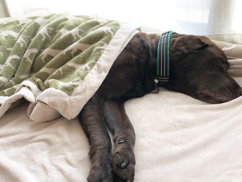 ラブラドール・レトリーバーのエルフくん12歳｜犬のベッド：アンベルソ