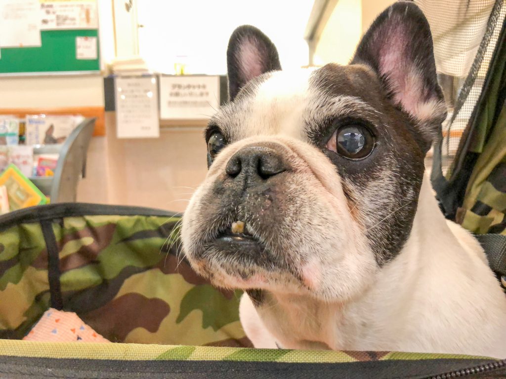 犬の貧血について｜犬のベッド：アンベルソ