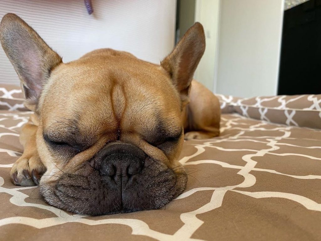 フレンチブルドッグのトウロくん2歳｜犬のベッド：アンベルソ
