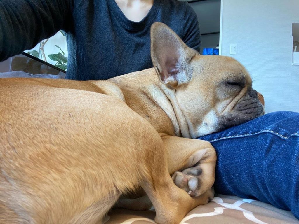 フレンチブルドッグのトウロくん2歳｜犬のベッド：アンベルソ