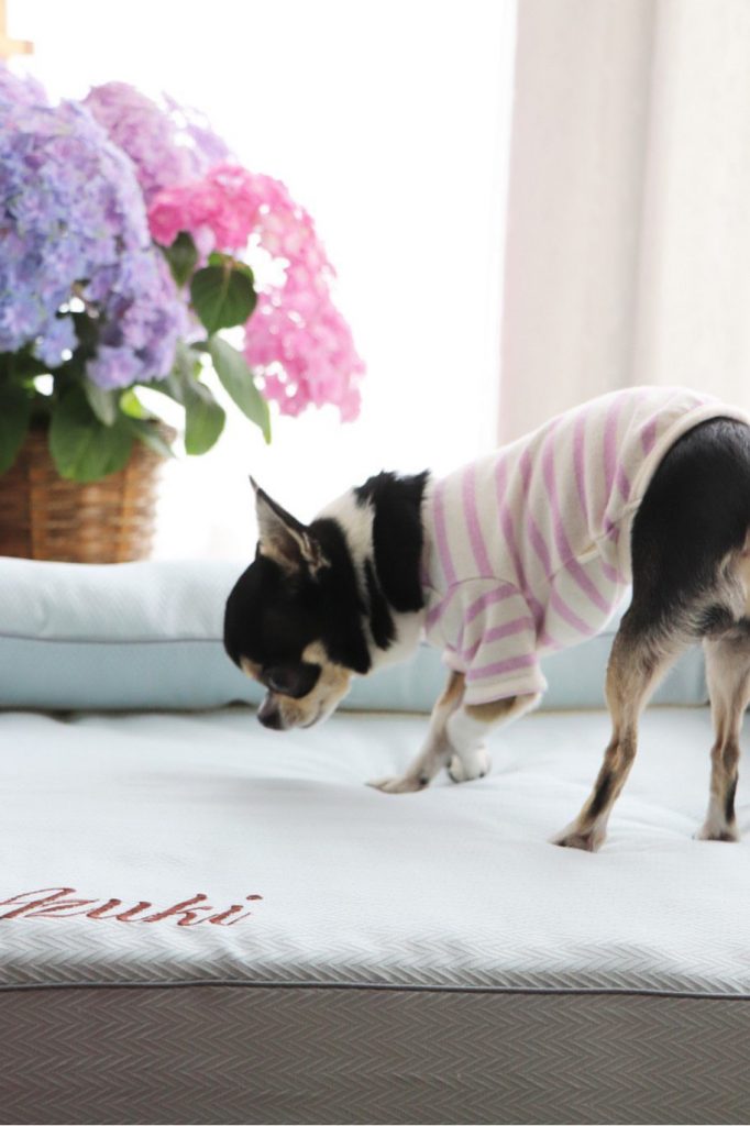チワワのあずきちゃん9歳｜犬のベッド：アンベルソ