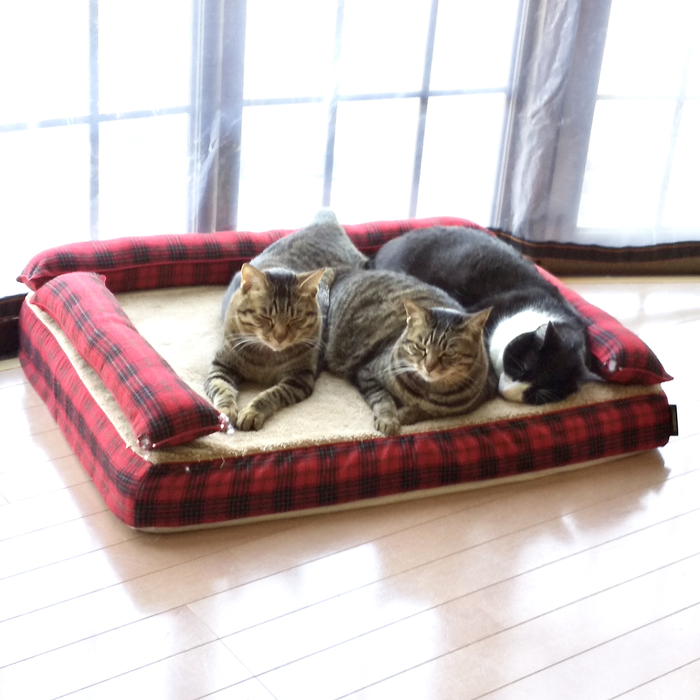 猫の家族｜犬のベッド：アンベルソ