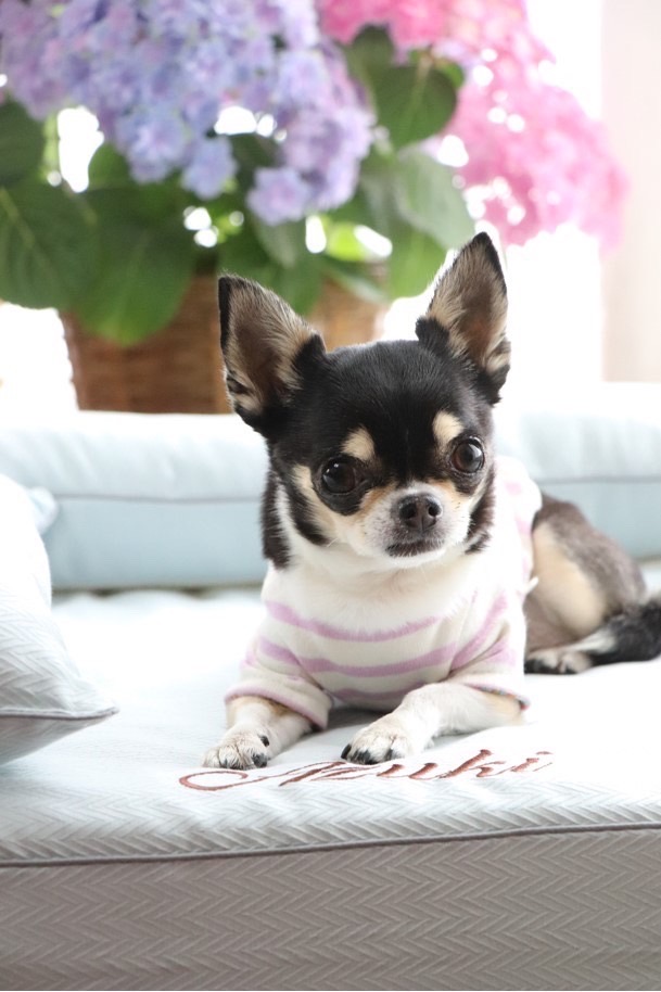 チワワのあずきちゃん9歳｜犬のベッド：アンベルソ