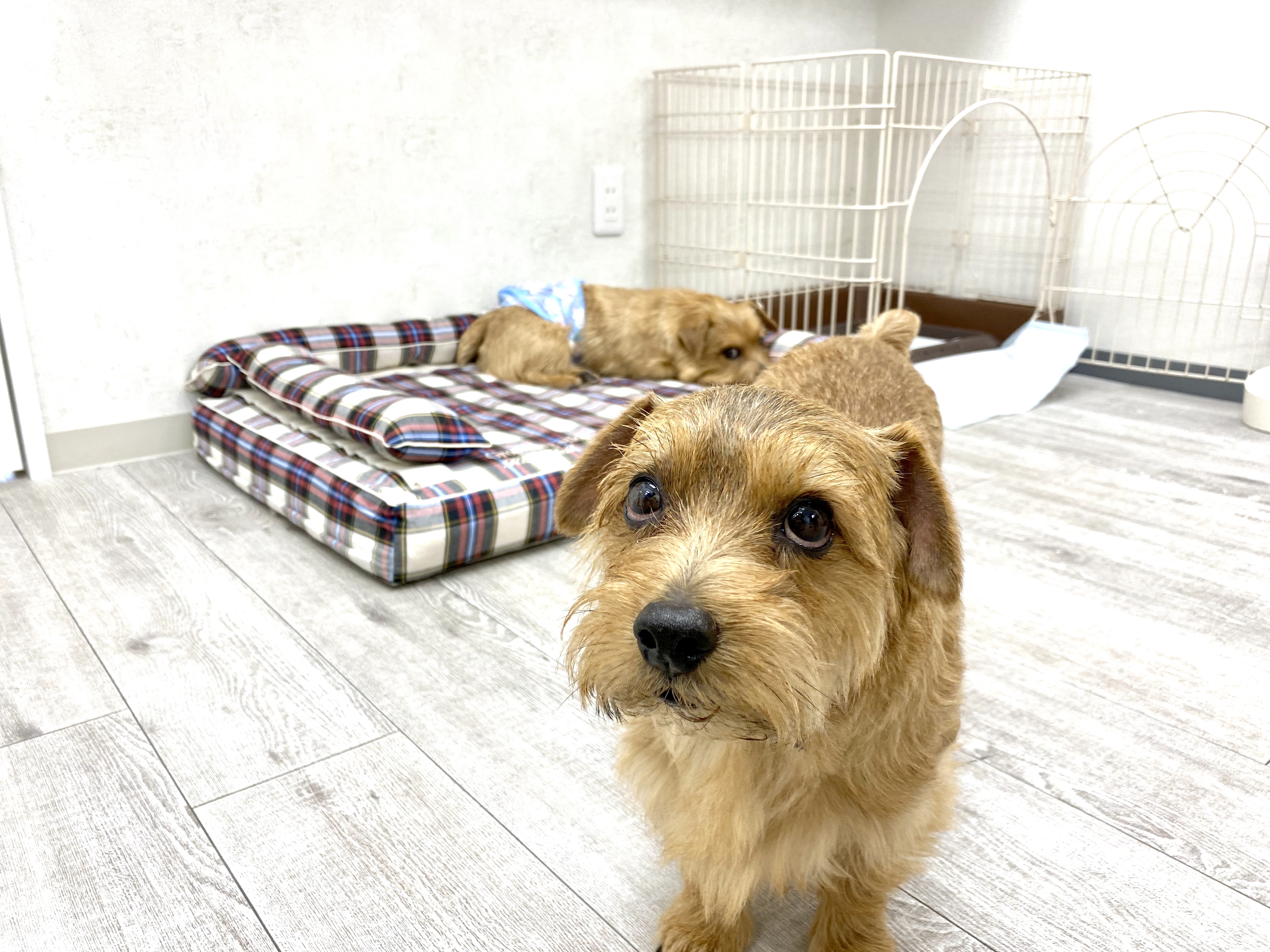 プラッキング｜犬のベッド：アンベルソ