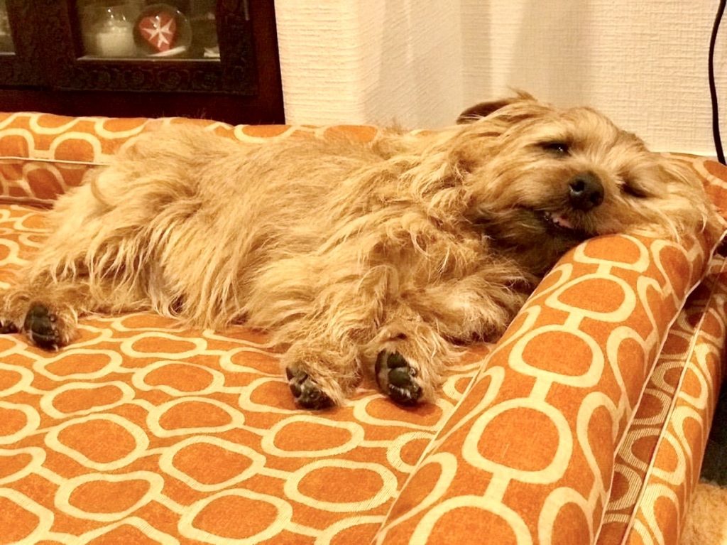 ノーフォークテリアのリリックくん10歳、べアンくん4歳｜犬のベッド：アンベルソ