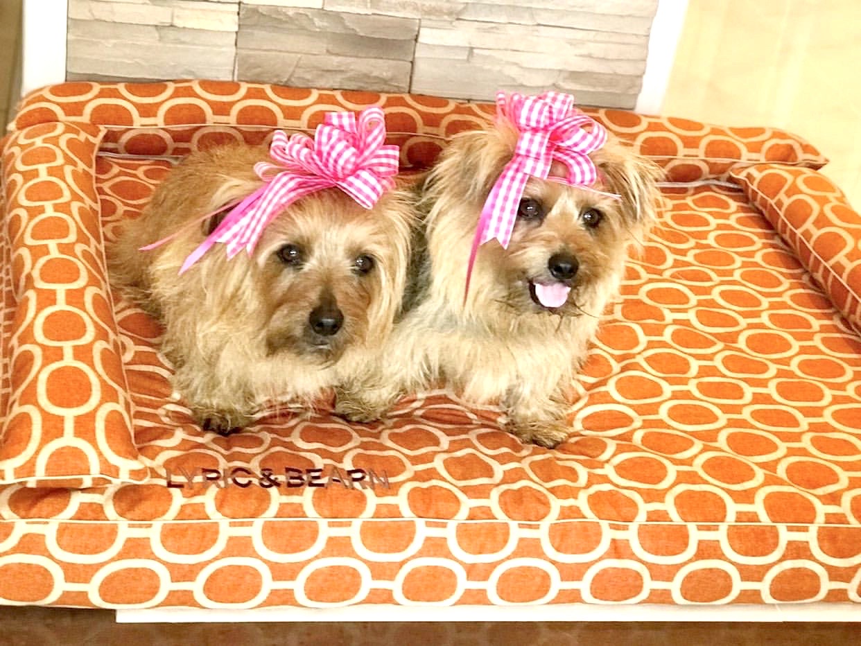 ノーフォークテリアのリリックくん10歳、べアンくん4歳｜犬のベッド：アンベルソ