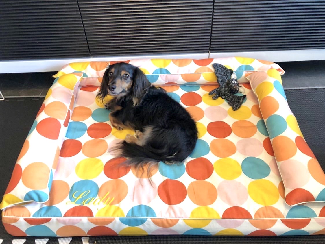 カニンヘンダックスのレディちゃん4歳｜犬のベッド：アンベルソ