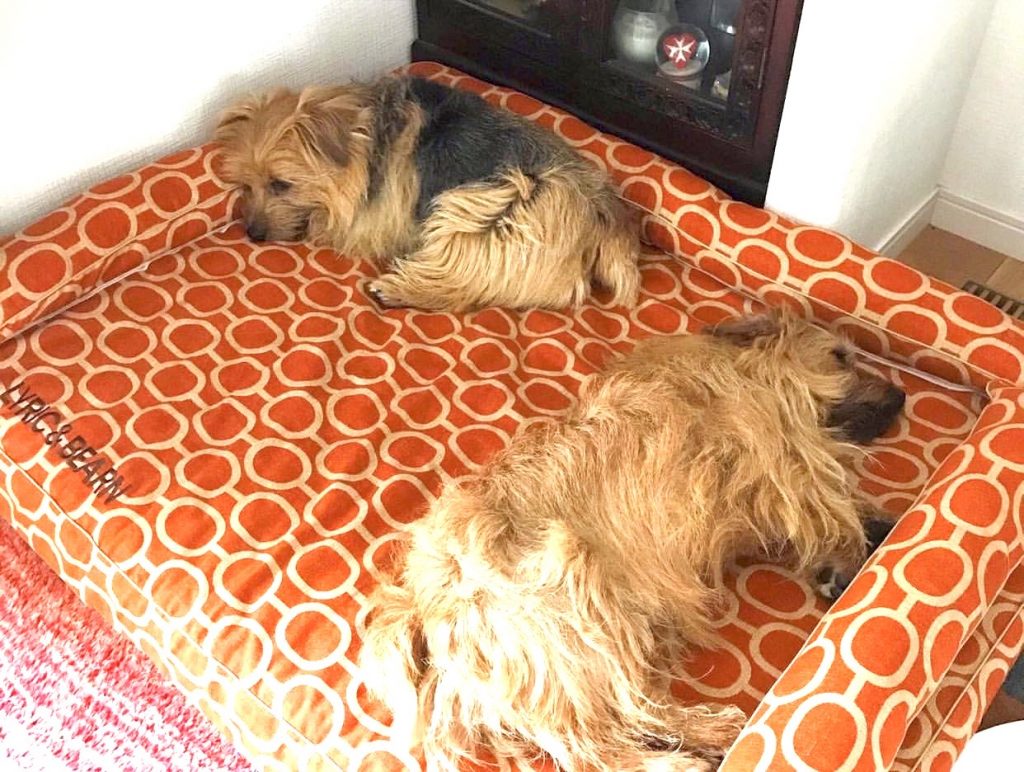 ノーフォークテリアのリリックくん10歳、べアンくん4歳｜犬のベッド：アンベルソ
