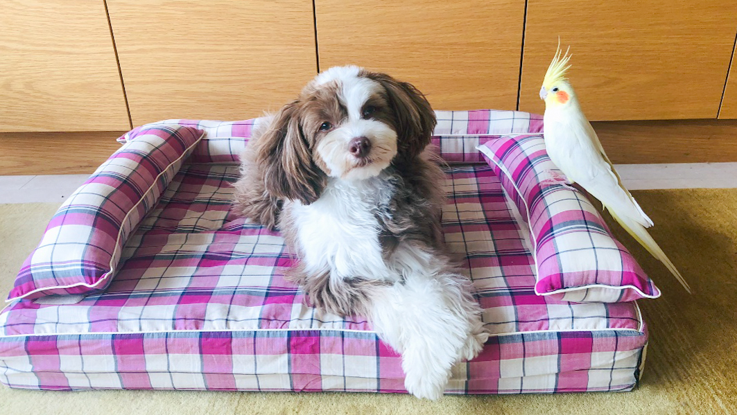 チャイニーズクレステッドドッグ パウダーのティノちゃん1歳｜犬のベッド：アンベルソ