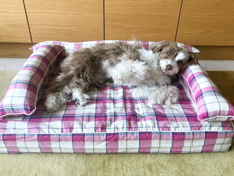 チャイニーズクレステッドドッグ パウダーのティノちゃん1歳｜犬のベッド：アンベルソ