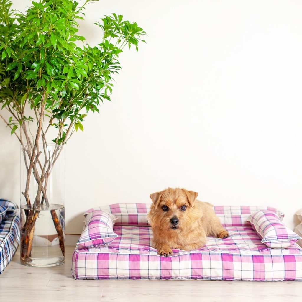 クッション付きベッドカバー：リン｜犬のベッド：アンベルソ