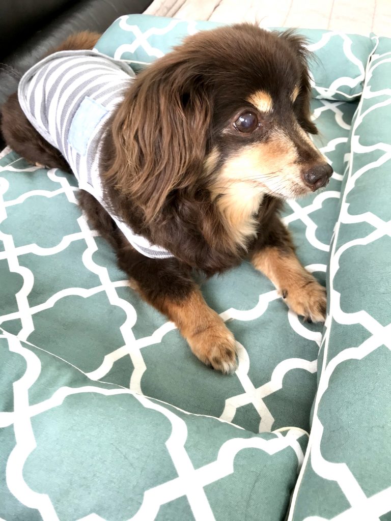 チワックスのめがねちゃん14歳｜犬のベッド：アンベルソ