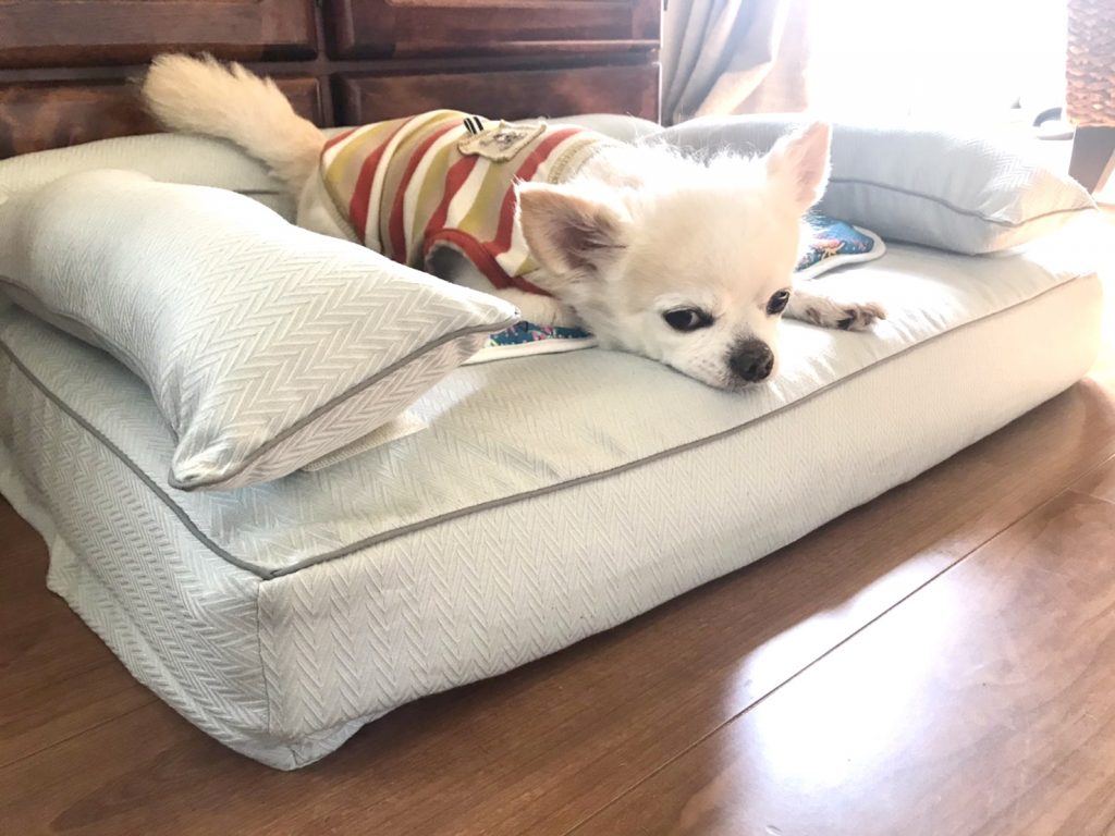 チワワの晋作くん13歳｜犬のベッド：アンベルソ