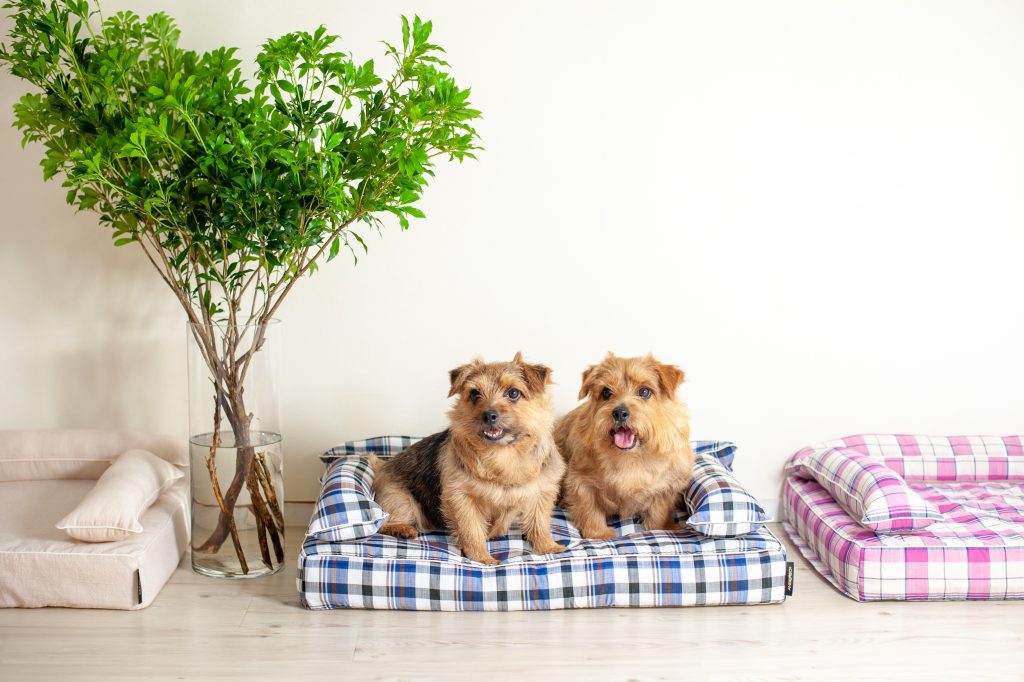 クッション付きベッドカバー：ジュリオ｜犬のベッド：アンベルソ