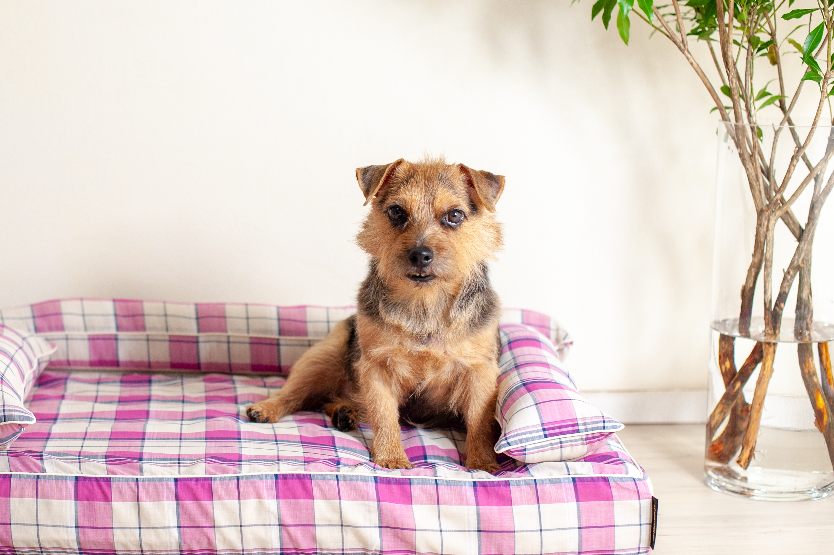 クッション付きベッドカバー：リン｜犬のベッド：アンベルソ
