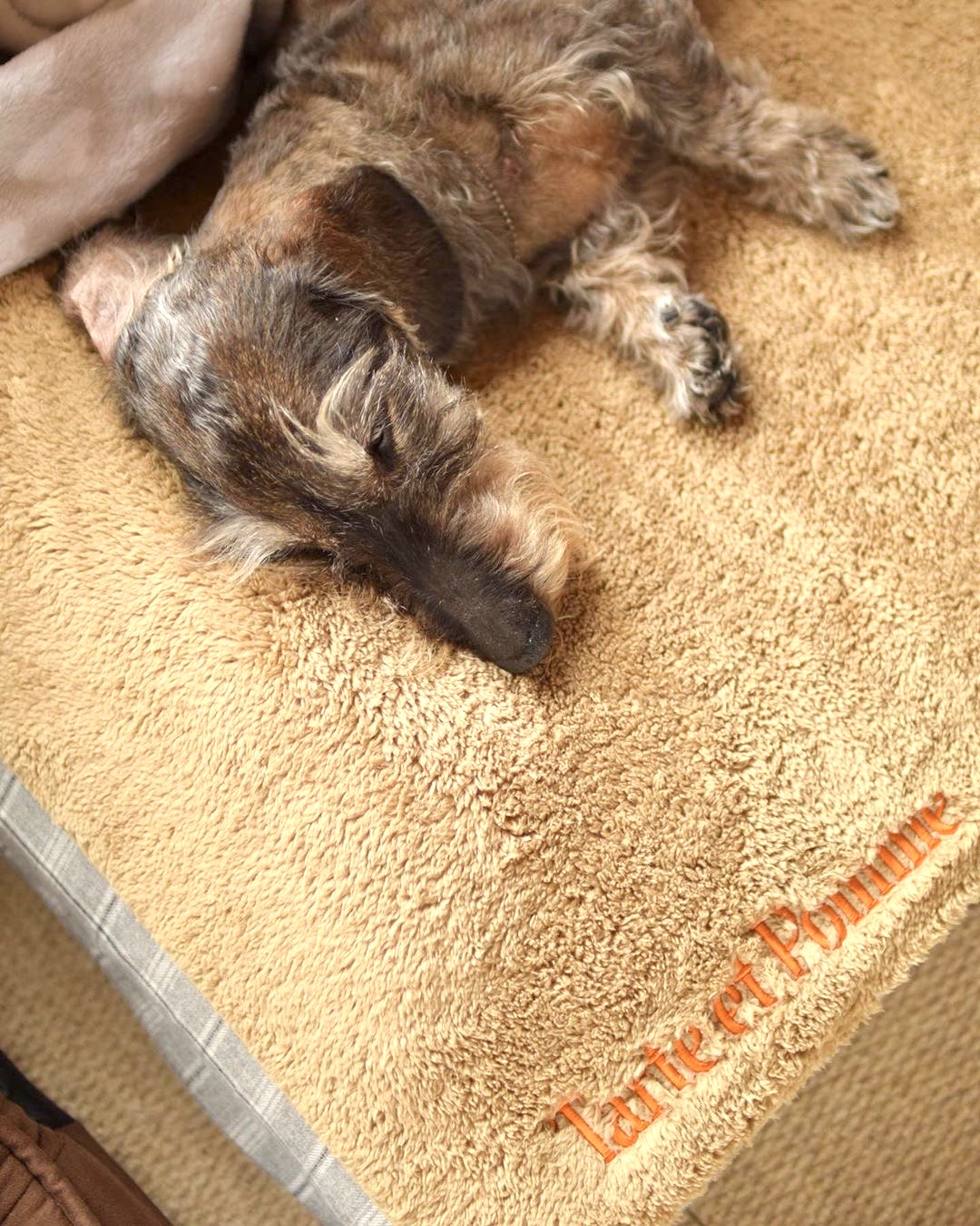 ワイヤーダックスのタルト（ぽて爺）くん17歳7ヶ月、ポムちゃん2歳｜犬のベッド：アンベルソ