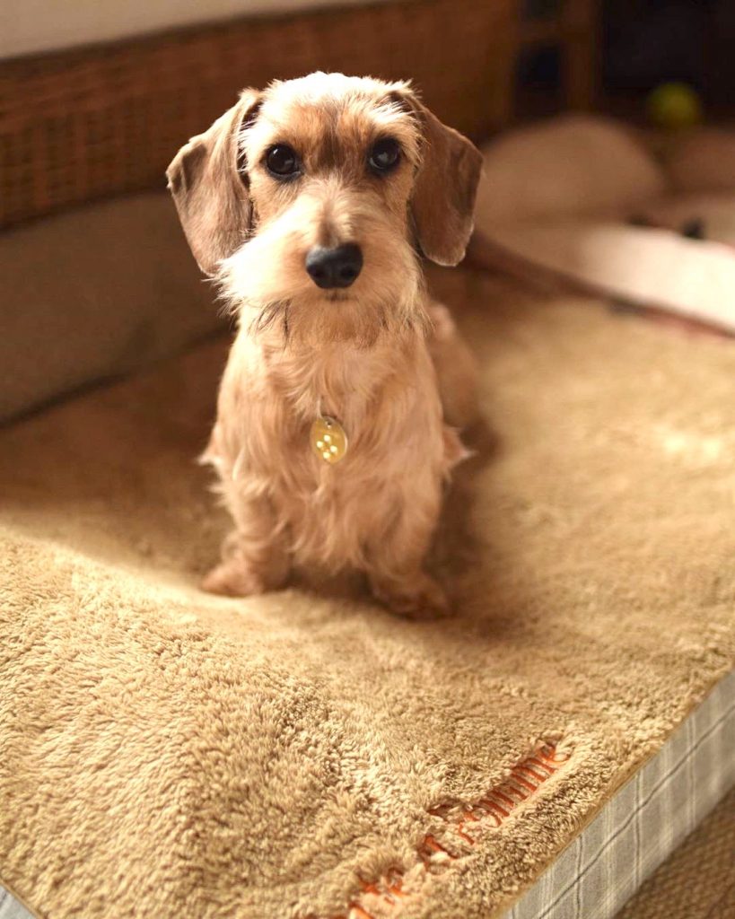 ワイヤーダックスのタルト（ぽて爺）くん17歳7ヶ月、ポムちゃん2歳｜犬のベッド：アンベルソ