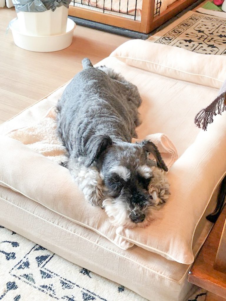 Mシュナウザーのジョリィちゃん10歳｜犬のベッド：アンベルソ