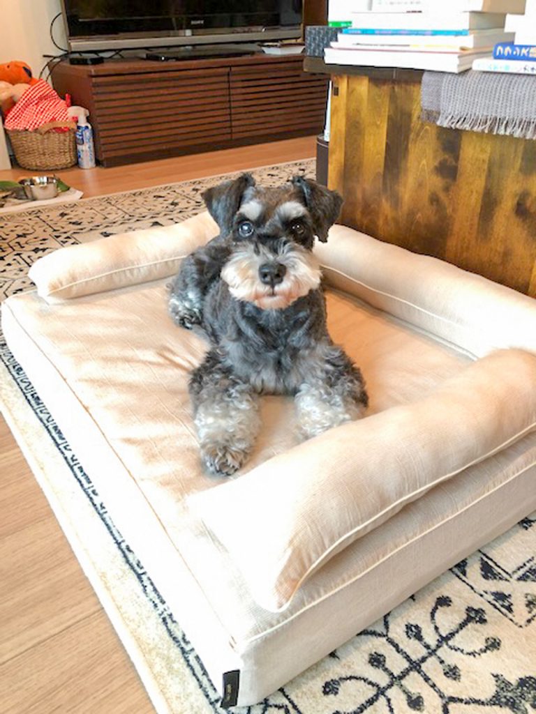 Mシュナウザーのジョリィちゃん10歳｜犬のベッド：アンベルソ