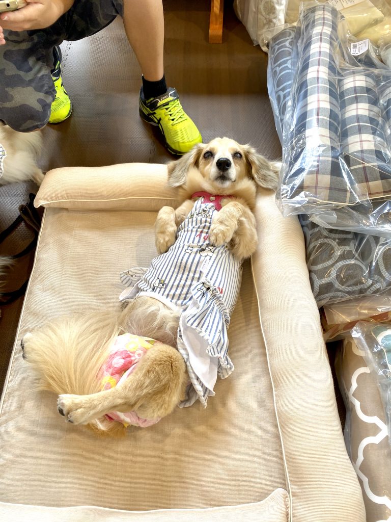 ANBERSO® presents ペットのセルフケア at ちゃこーるぐれい｜犬のベッド：アンベルソ