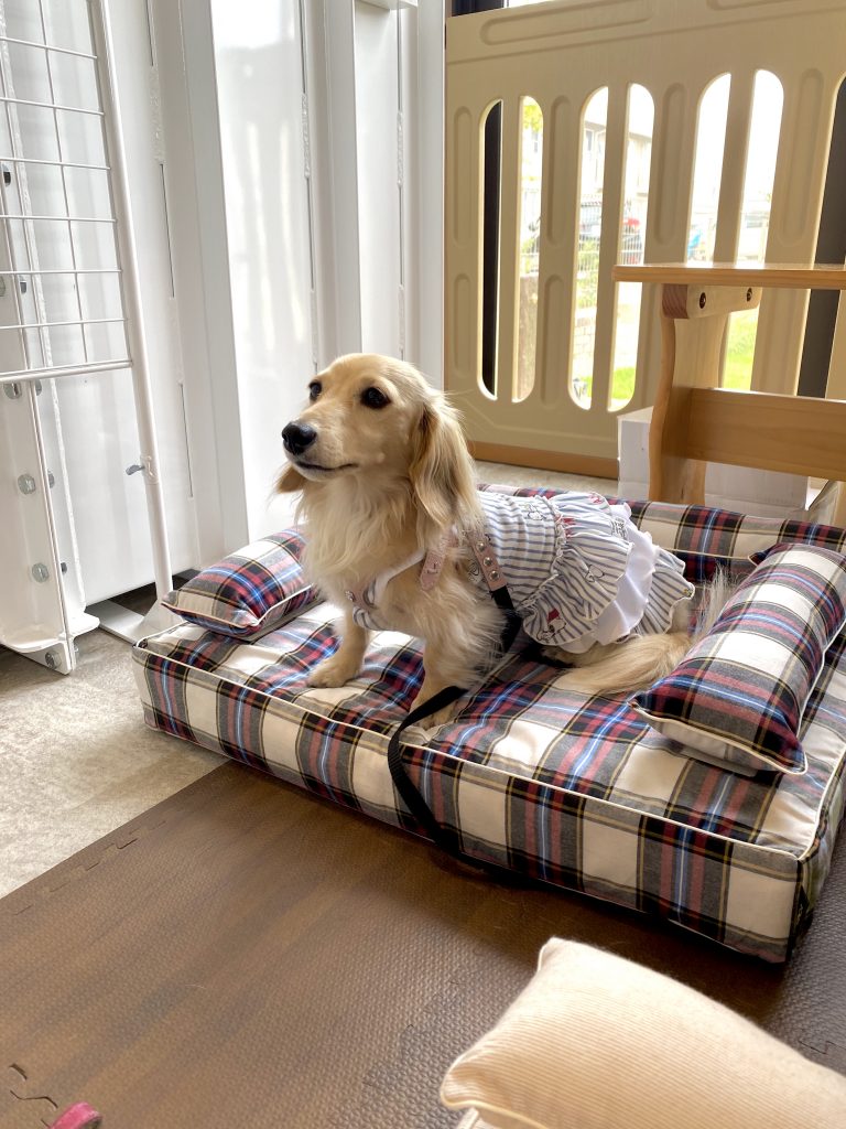 ANBERSO® presents ペットのセルフケア at ちゃこーるぐれい｜犬のベッド：アンベルソ