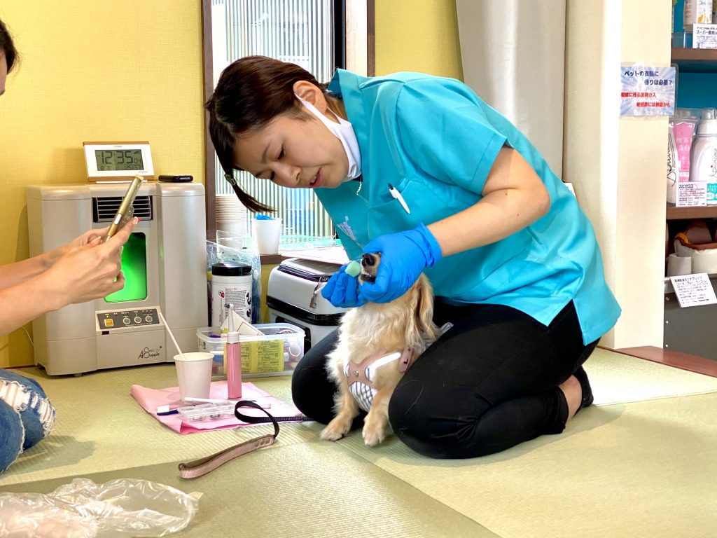 ANBERSO® presents ペットのセルフケア at ちゃこーるぐれい｜犬のベッド：アンベルソ