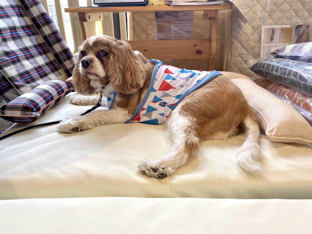 ANBERSO® presents ペットのセルフケア at ちゃこーるぐれい｜犬のベッド：アンベルソ