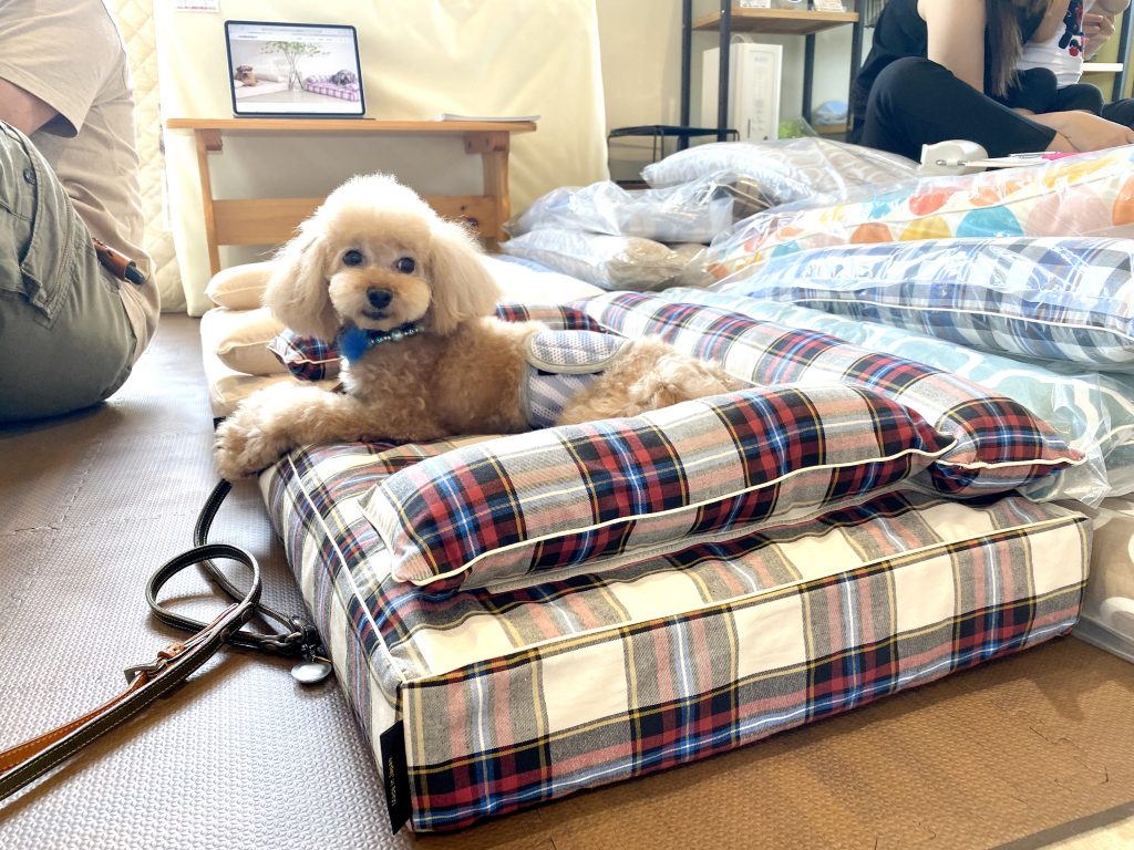 ANBERSO® presents ペットのセルフケア at ちゃこーるぐれい｜犬のベッド：アンベルソ