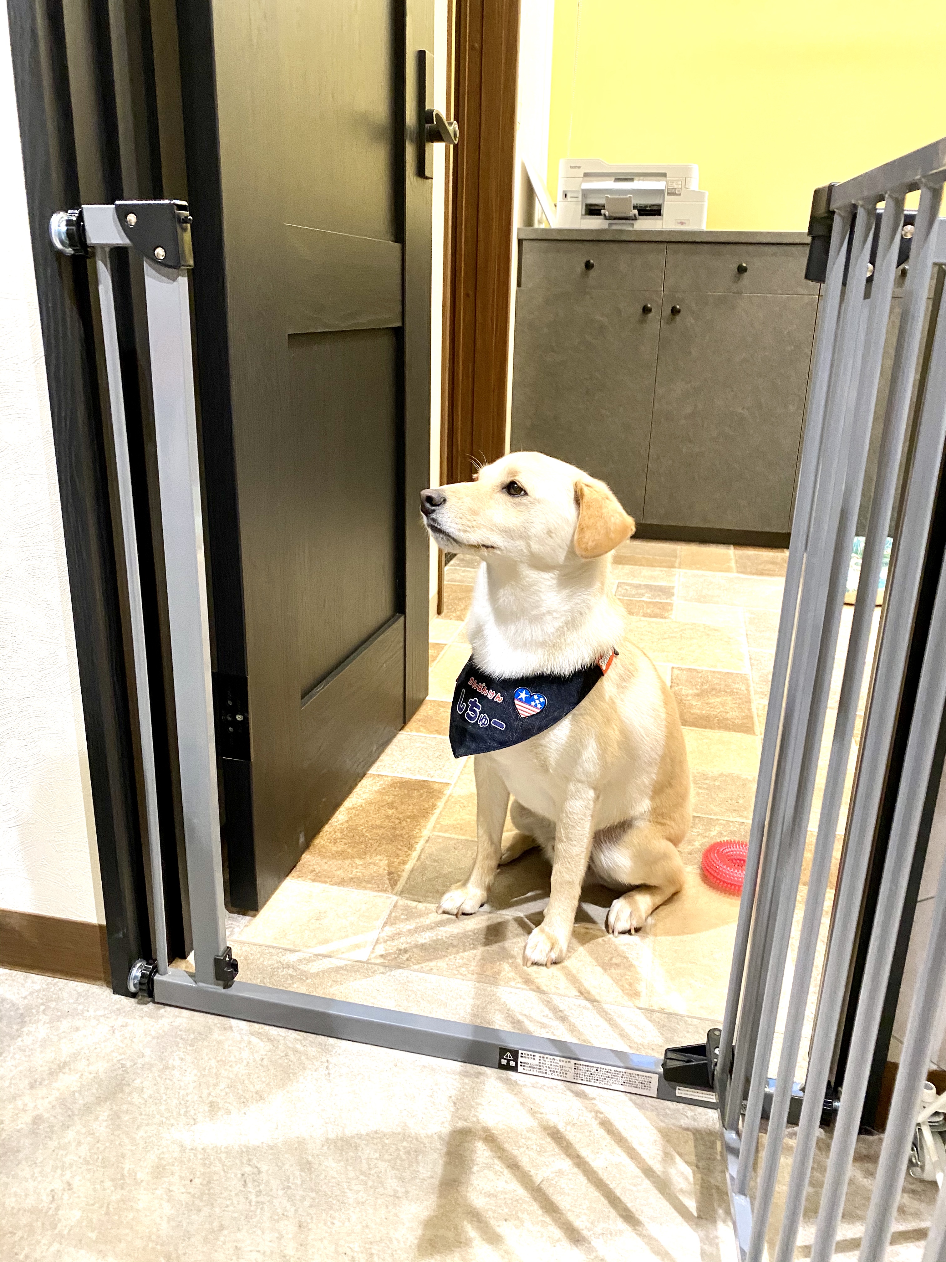 ANBERSO® presents ペットのセルフケア at ちゃこーるぐれい｜犬のベッド：アンベルソ