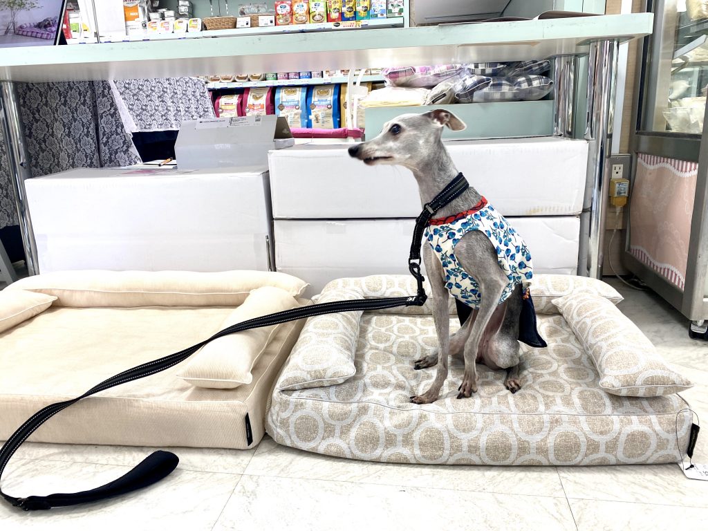 ロイヤルベッドお試し会 at 日本橋三越本店ジョーカー9月のイベント｜犬のベッド：アンベルソ