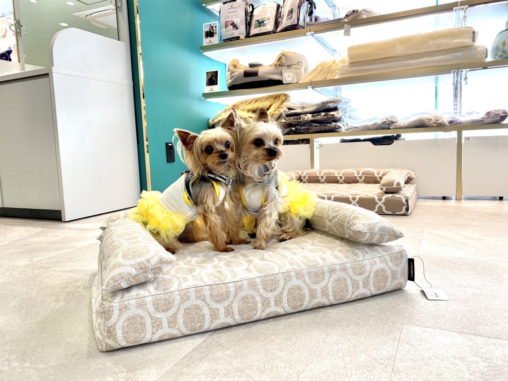 ロイヤルベッドお試し会 at 日本橋三越本店ジョーカー9月のイベント｜犬のベッド：アンベルソ