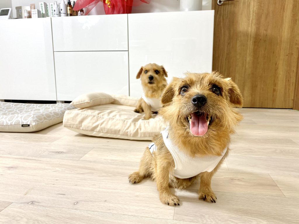 ANBERSO® STORE（アンベルソ・ストア）｜犬のベッド：アンベルソ