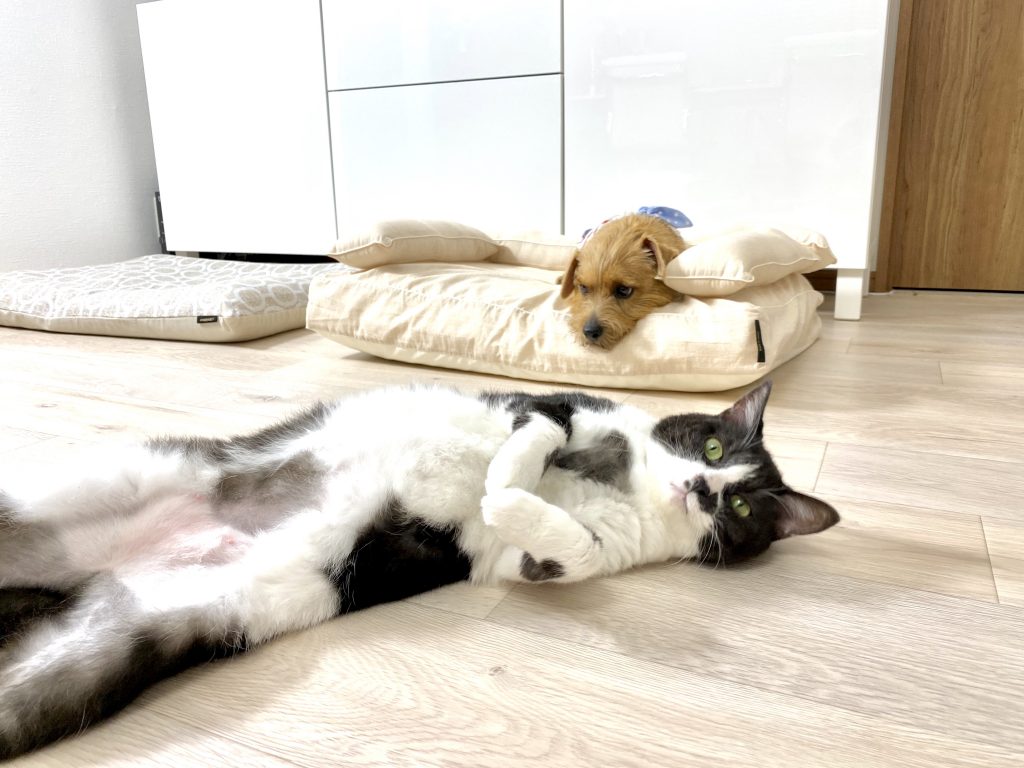 ANBERSO® STORE（アンベルソ・ストア）｜犬のベッド：アンベルソ