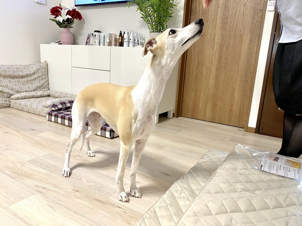 ANBERSO® STORE（アンベルソ・ストア）｜犬のベッド：アンベルソ