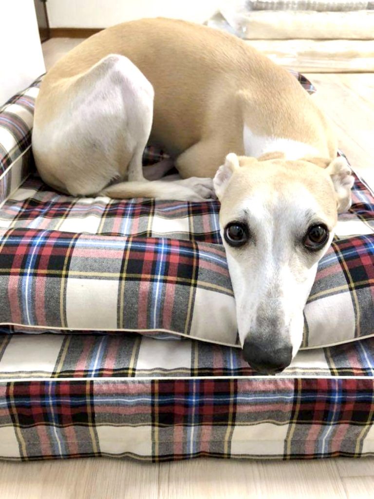 ANBERSO® STORE（アンベルソ・ストア）｜犬のベッド：アンベルソ