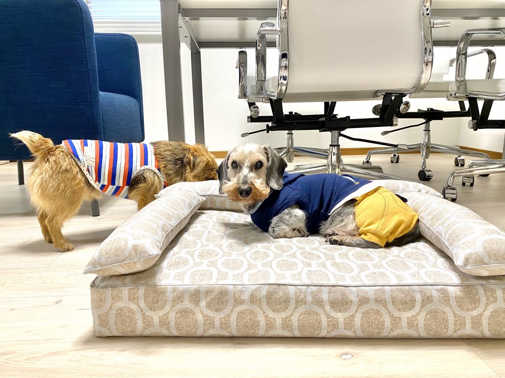 連休明け、元気に出勤したムックくんとミコちゃん｜犬のベッド：アンベルソ