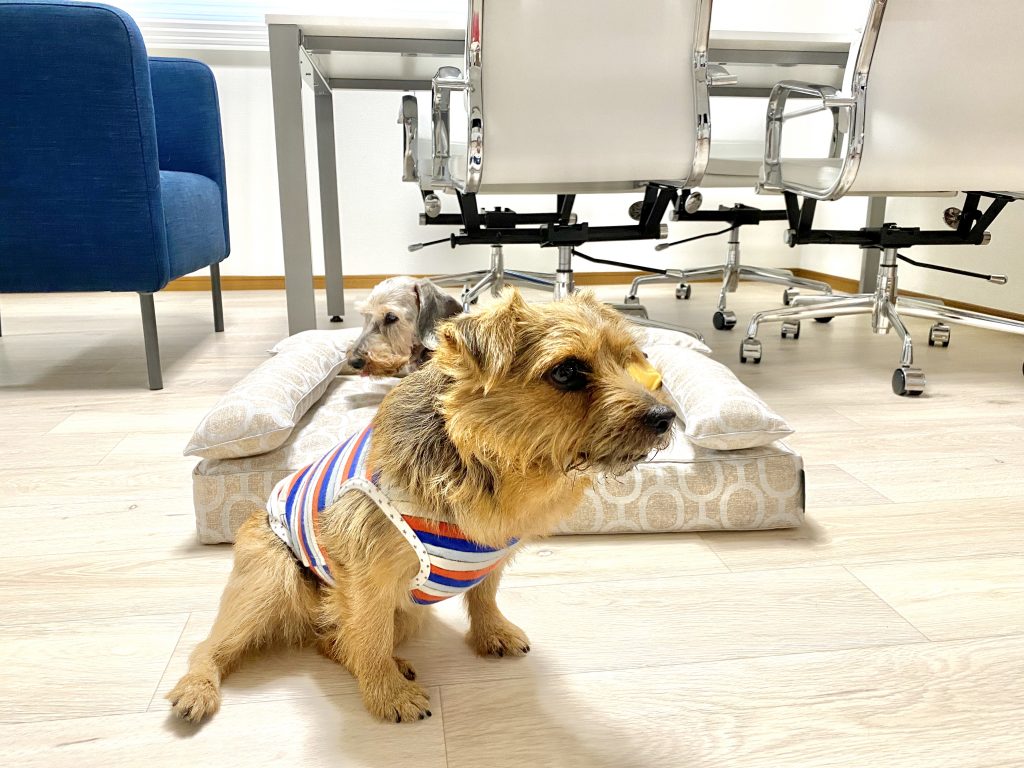連休明け、元気に出勤したムックくんとミコちゃん｜犬のベッド：アンベルソ