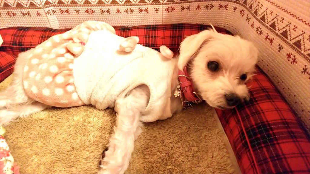 マルチーズのプティちゃん12歳｜犬のベッド：アンベルソ