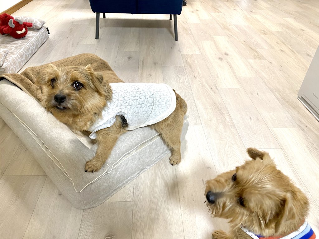 クッション付きベッドカバー：アリス【オートミール】｜犬のベッド：アンベルソ