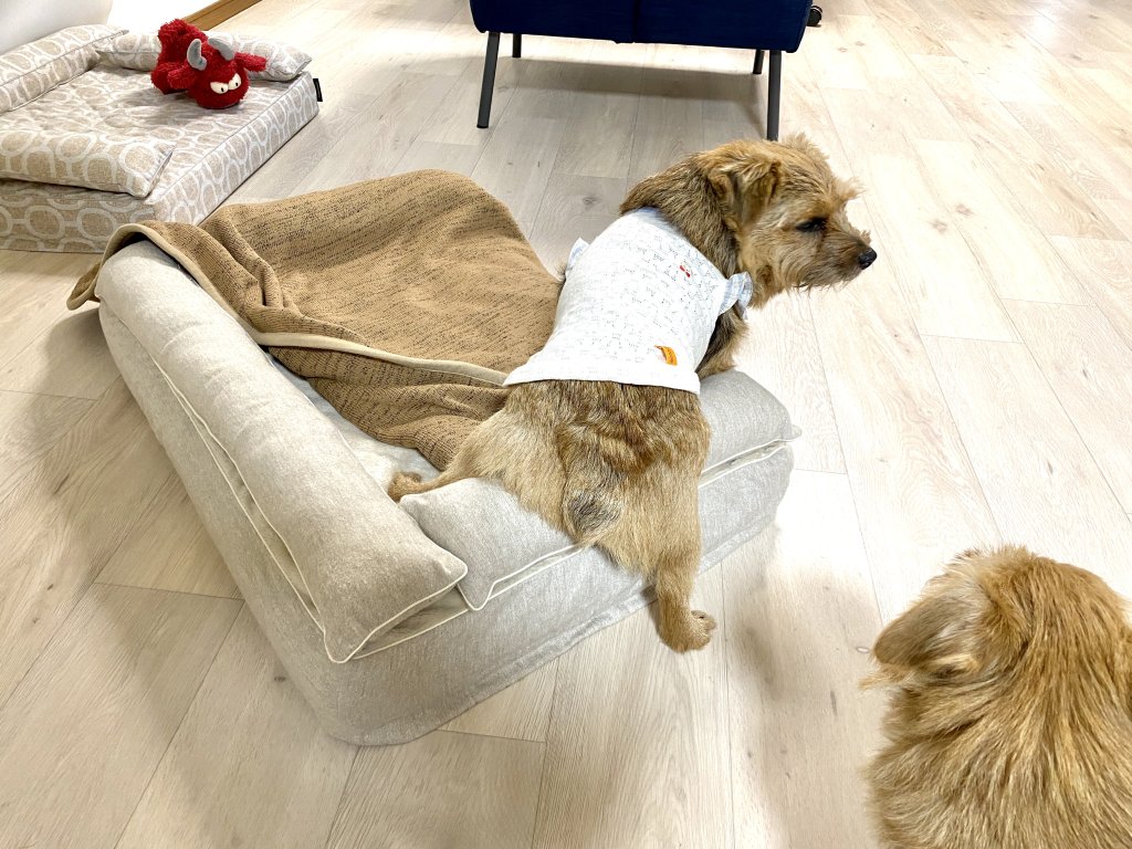 クッション付きベッドカバー：アリス【オートミール】｜犬のベッド：アンベルソ