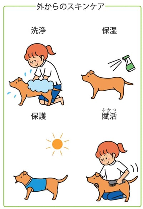 獣医師がオススメするスキンケアの4つのポイント｜犬のベッド：アンベルソ