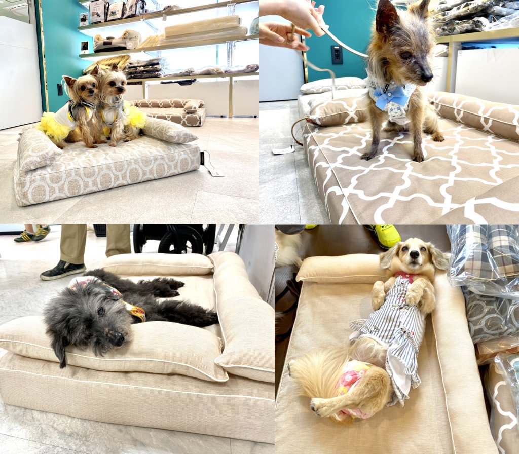 ロイヤルベッドお試し会｜犬のベッド：アンベルソ