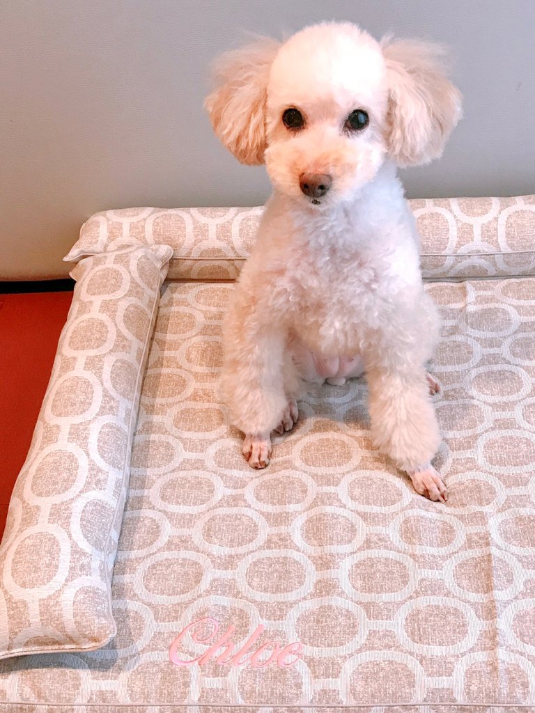トイプードルのクロエちゃん7歳｜犬のベッド：アンベルソ