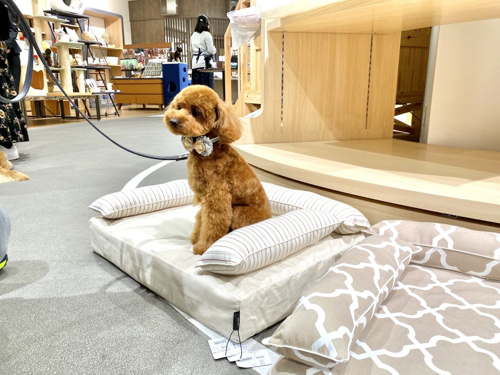 イベント：ロイヤルベッドお試し会 at 阪急ハロードッグ宝塚店