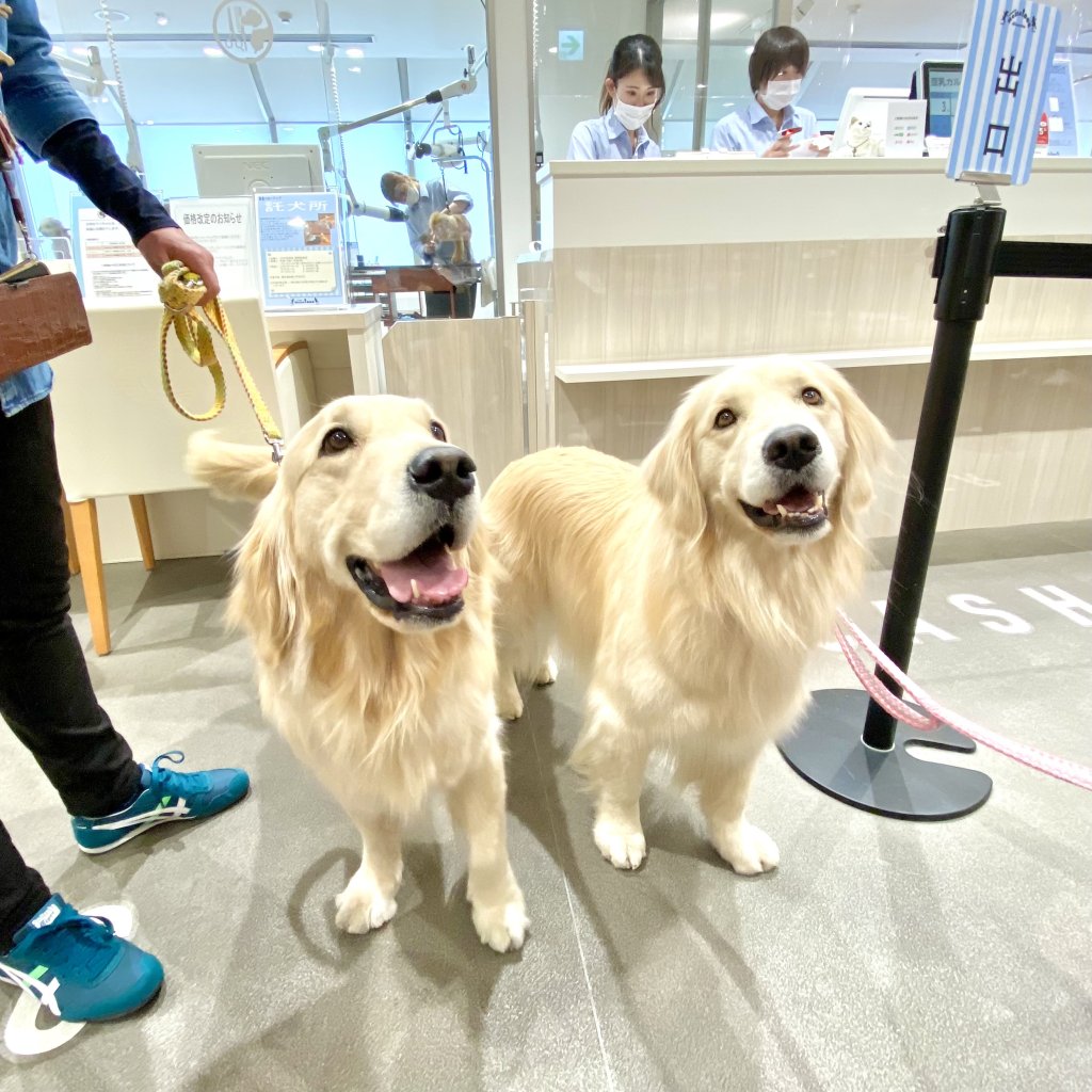 イベント：ロイヤルベッドお試し会 at 阪急ハロードッグ宝塚店