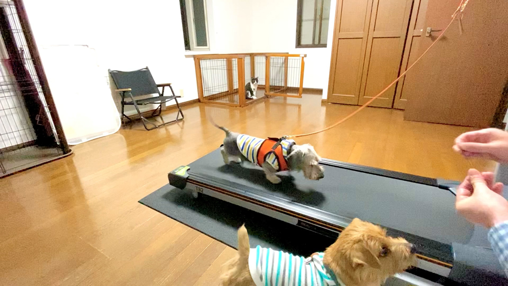 トレッドミル・トレーニング｜犬のベッド：アンベルソ