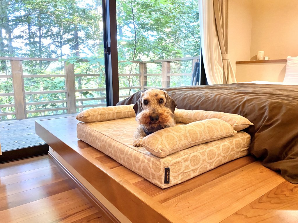 看板犬の夏休み at 軽井沢｜犬のベッド：アンベルソ