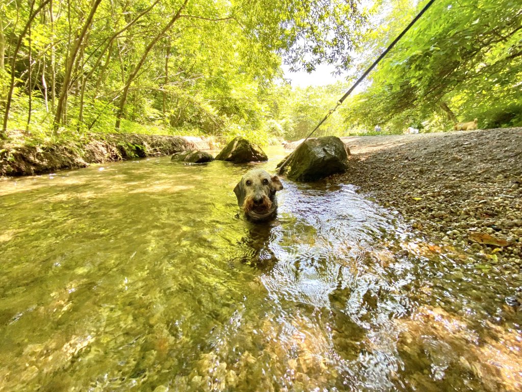 看板犬の夏休み at 軽井沢｜犬のベッド：アンベルソ